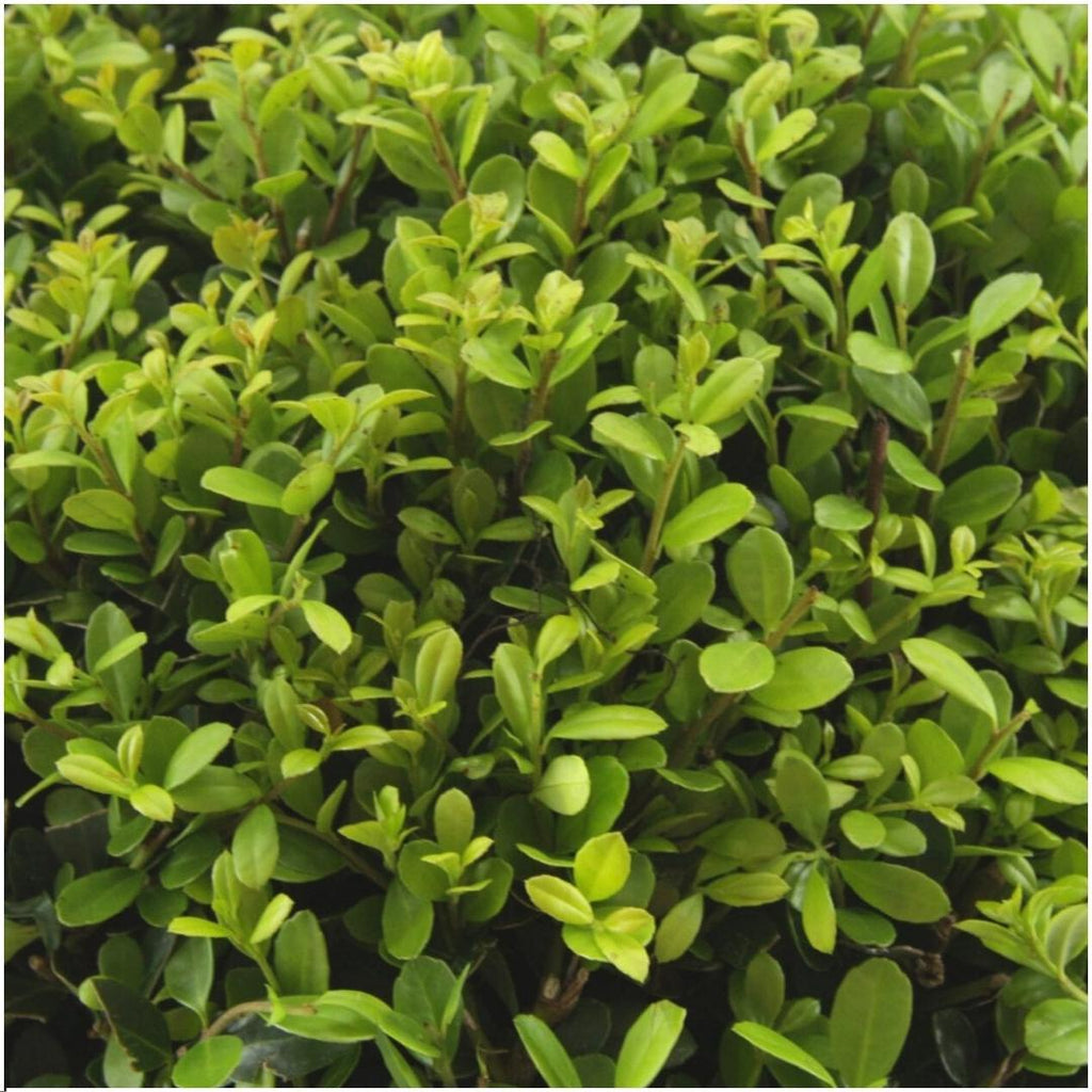 Ilex crenata 'Jenny' – Stechpalme Sträucher – Ø7cm – ↕15cm – 6 Pflanzen – Immergrün, Pflegeleicht & Winterhart – Buchsbaum – Alternative – Plant