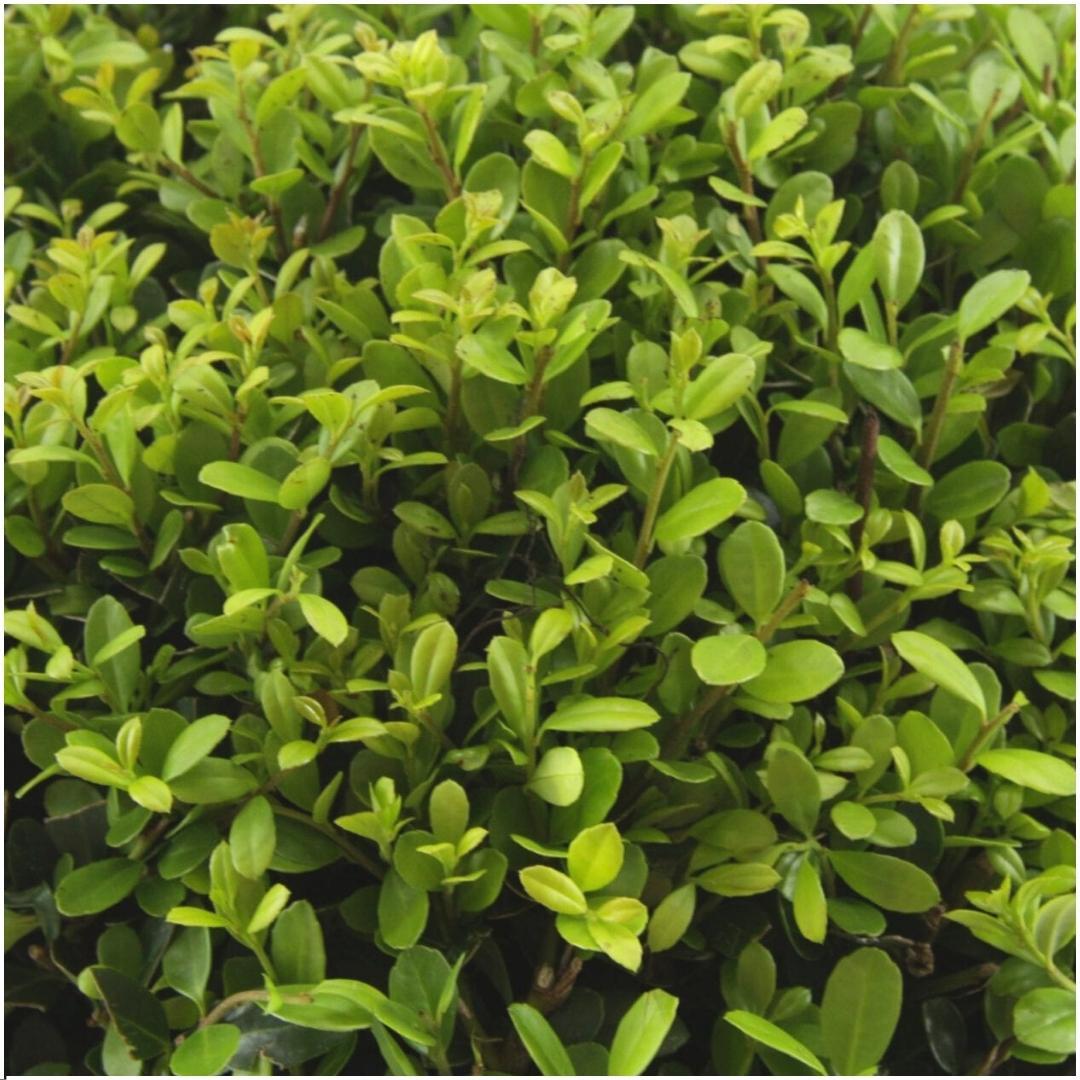 Ilex crenata 'Jenny' – Stechpalme Sträucher – Ø7cm – ↕15cm – 6 Pflanzen – Immergrün, Pflegeleicht & Winterhart – Buchsbaum – Alternative – Plant
