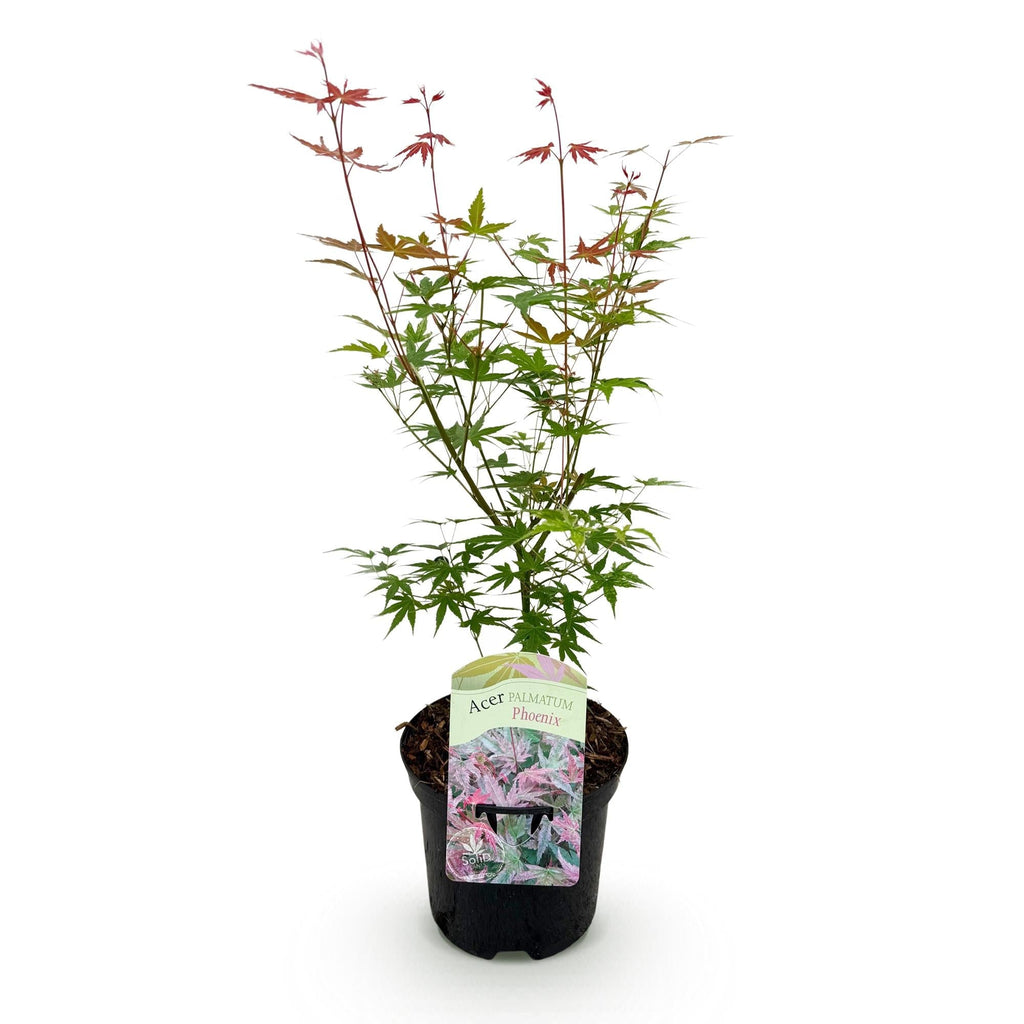 Japanischer Ahorn Acer palmatum 'Phoenix' – Rosa – Rot – Balkon – & Gartenpflanze – Ø19cm – Ca. 70cm hoch – Plant