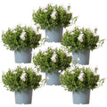Campanula Addenda Ambella weiß 6er Set – Glockenblume weiß Topfgröße 12cm – winterhart, lang blühend – Bodendecker für ca.1m² – Plant