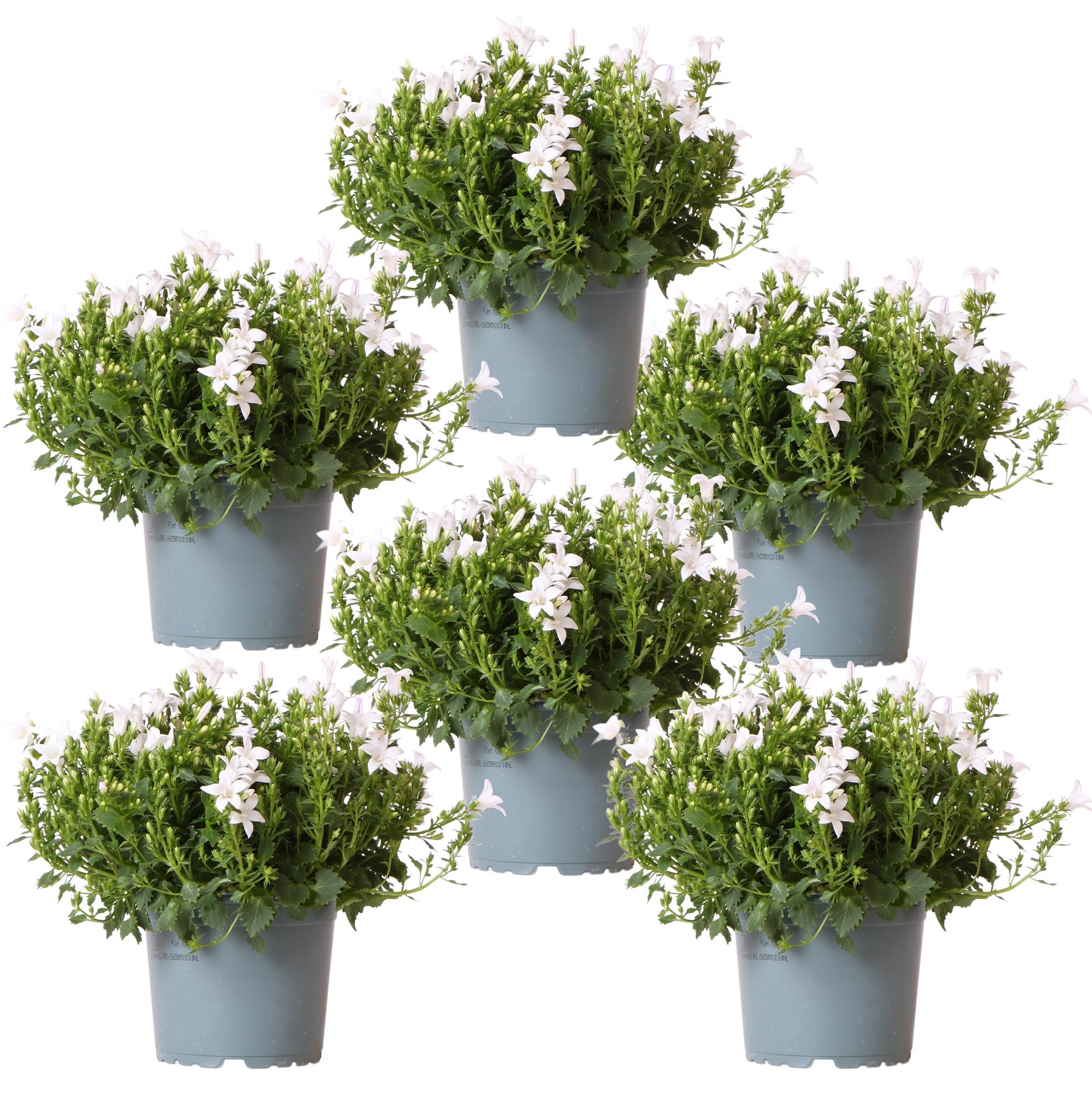 Campanula Addenda Ambella weiß 6er Set – Glockenblume weiß Topfgröße 12cm – winterhart, lang blühend – Bodendecker für ca.1m² – Plant
