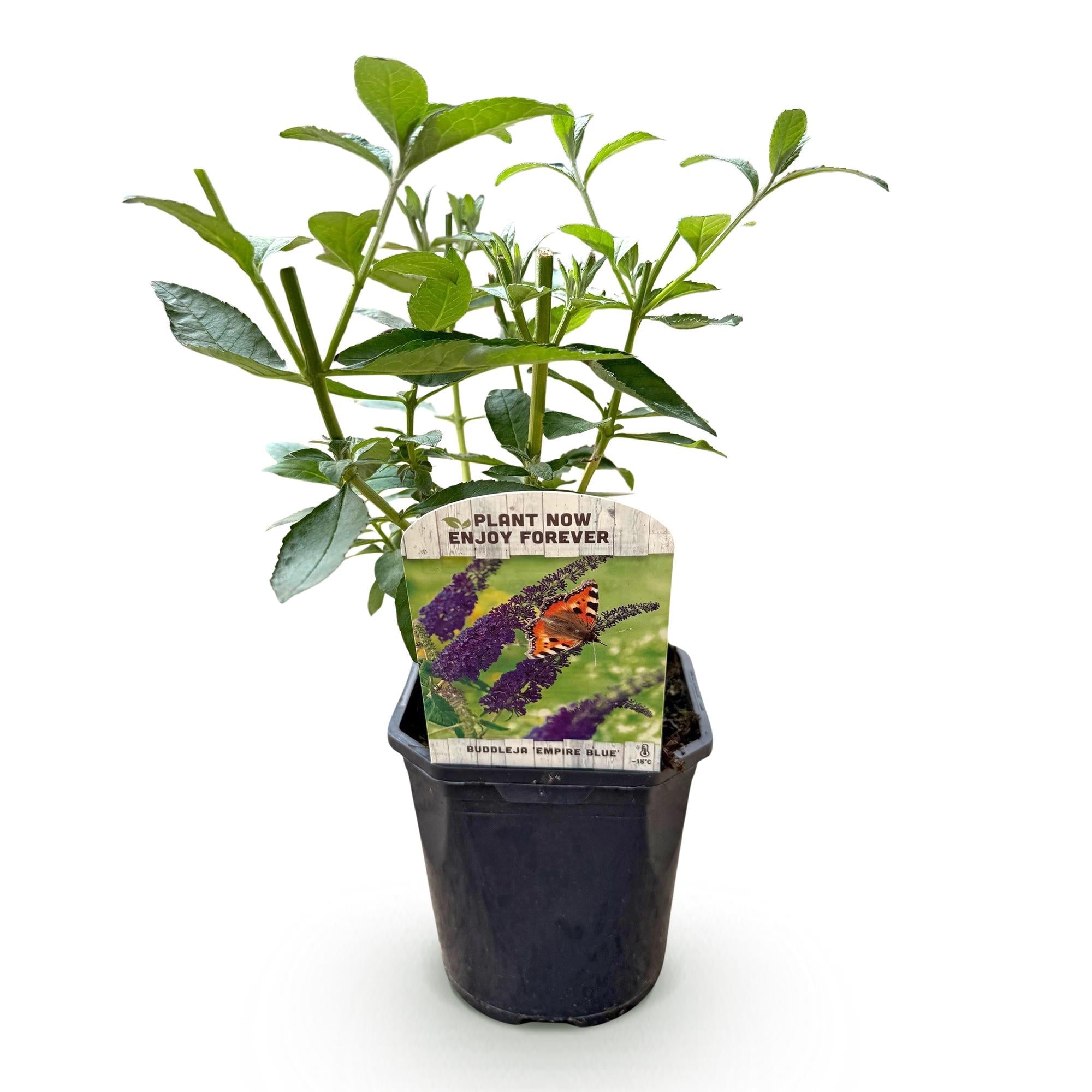 Schmetterlingsstrauch Buddleja davidii Empire Blue – Blau blühender, laubabwerfender Gartenstrauch – Schmetterlings – & bienenfreundlich – Plant