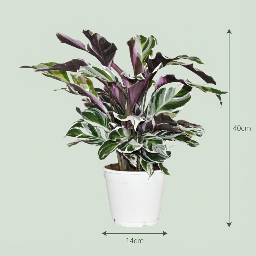 Korbmarante Calathea Fusion White Ø14cm Höhe 35-40cm – Seltene Gebetspflanze mit weißen & lila Blättern – Exklusive Zimmerpflanze für Wohnraum