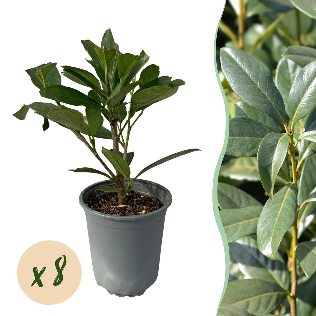 Kirschlorbeer Prunus laurocerasus Caucasica – Immergrün – 8 Pflanzen für 1m Hecke – Schnellwachsende & winterharte Heckenpflanze – Ø9cm Höhe 30-35cm – Plant