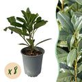 Kirschlorbeer Prunus laurocerasus Caucasica – Immergrün – 8 Pflanzen für 1m Hecke – Schnellwachsende & winterharte Heckenpflanze – Ø9cm Höhe 30-35cm – Plant
