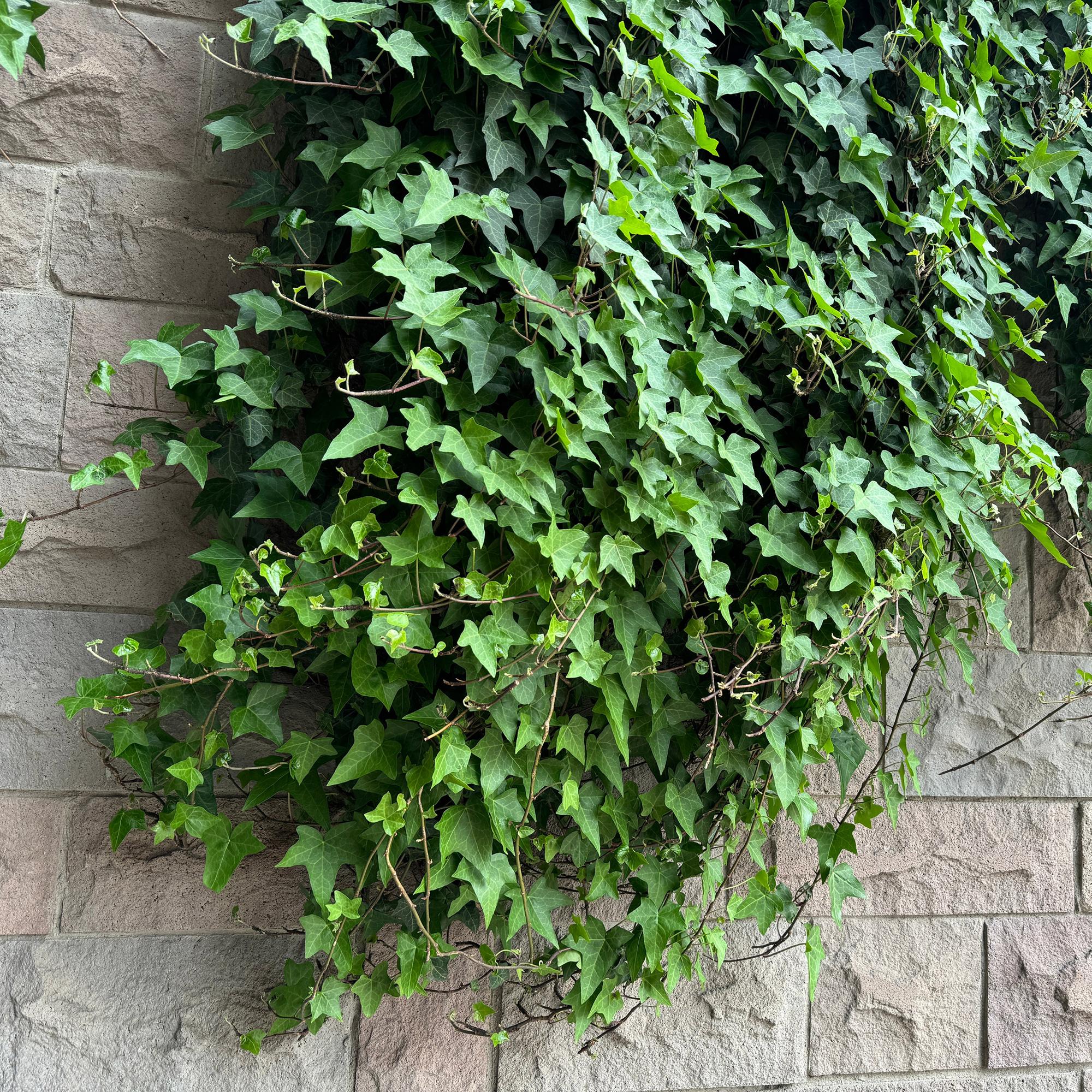Kletterpflanze Hedera helix – Immergrün – Grüne Blätter – 11cm x H40cm – Pflegeleicht – Für Garten, Balkon & Innenräume – Plant