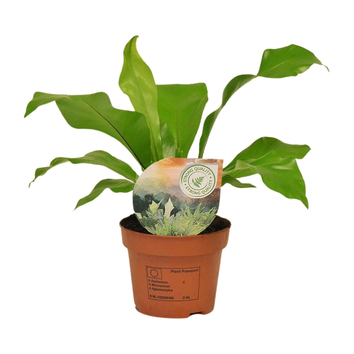Rippenfarn – Asplenium Nidus – Zimmerpflanze – Ø12cm – ↕35cm – Pflegeleicht & Luftreinigend – Ideal für Halbschatten – Plant
