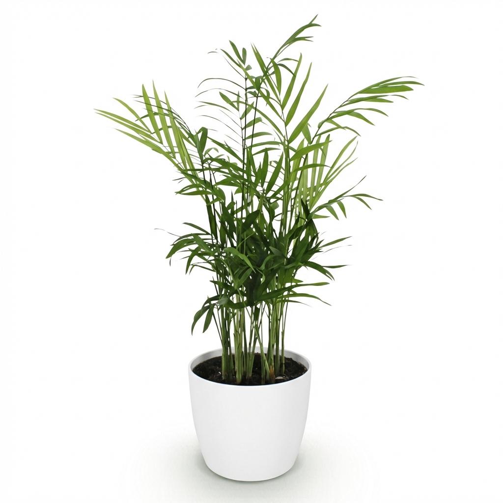 Chamaedorea elegans Pflanze Mit Weißem Topf Ø12cm Höhe ca.15cm Goldpalme Haustierfreundlich Luftreinigend Pflegeleicht Für Zimmer Büro & Schlafzimmer