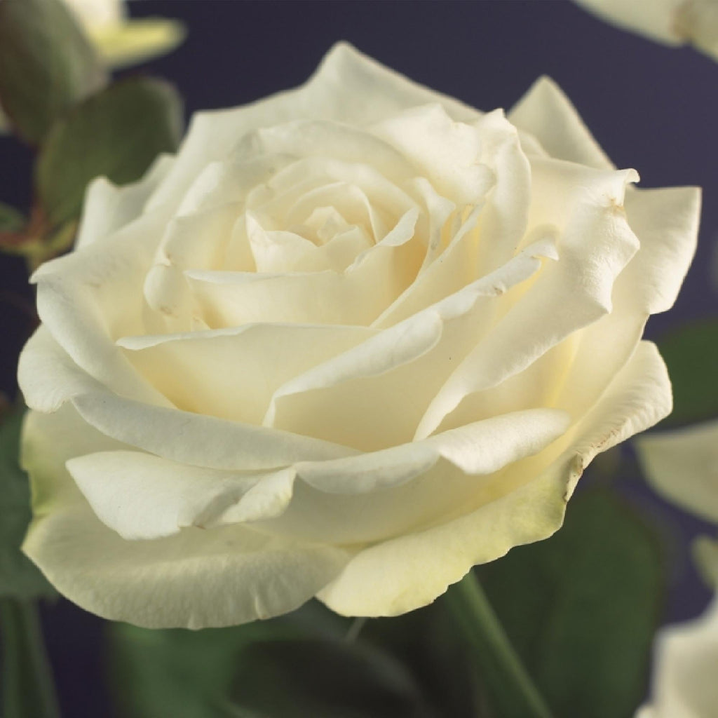 Kletterrose – Rosa White Climber – Blüte Weiß – 2 Pflanzen – Wenig Pflege – 11cm – Höhe ca. 40cm – Plant