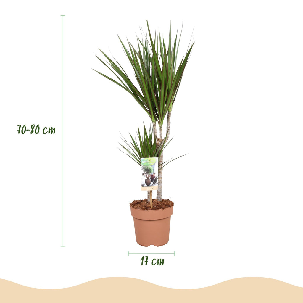 Dracaena Marginata – Drachenbaum – 17cm – Höhe 70-80cm – Pflegeleichte grüne Zimmerpflanze mit elegantem Blattwerk für Wohn – und Arbeitsräume – Plant