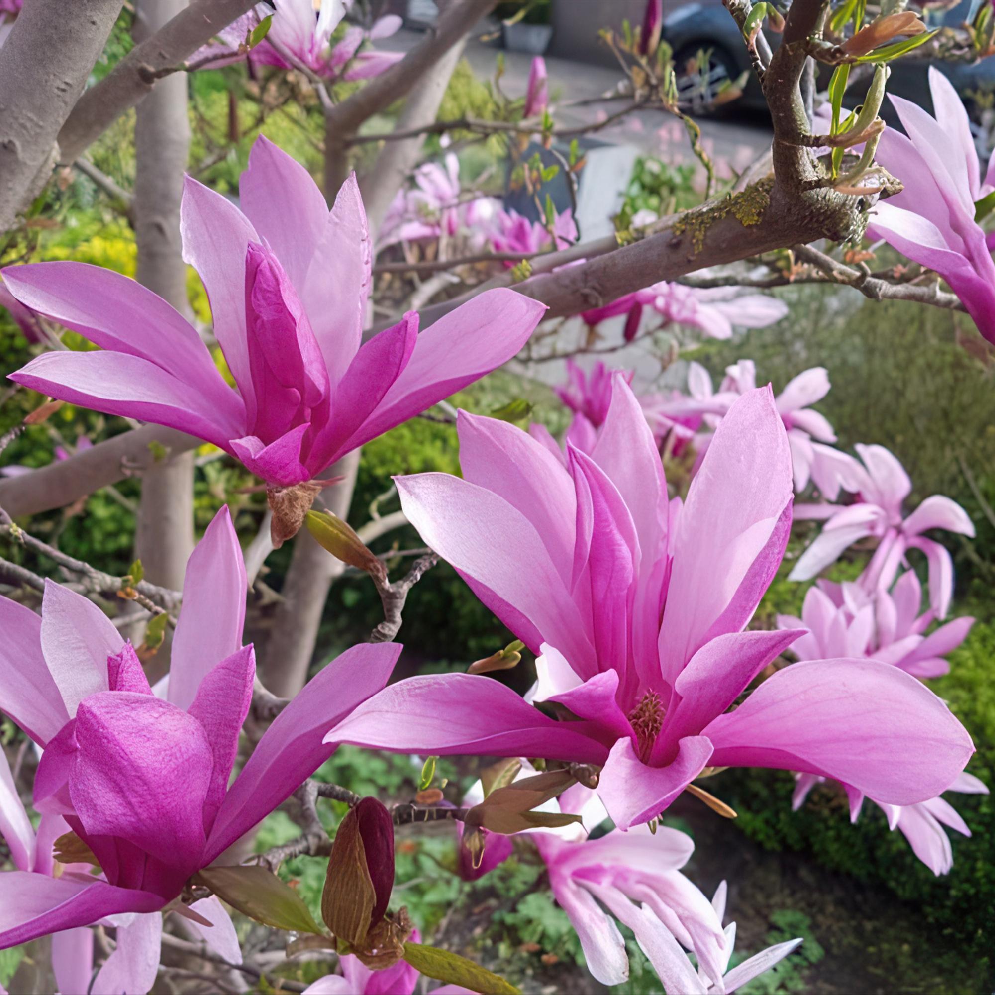 Magnolia Susan – 12cm – Höhe ca. 30cm – Laubabwerfende Magnolie mit tief lilafarbenen duftenden Frühjahrsblüten – Plant