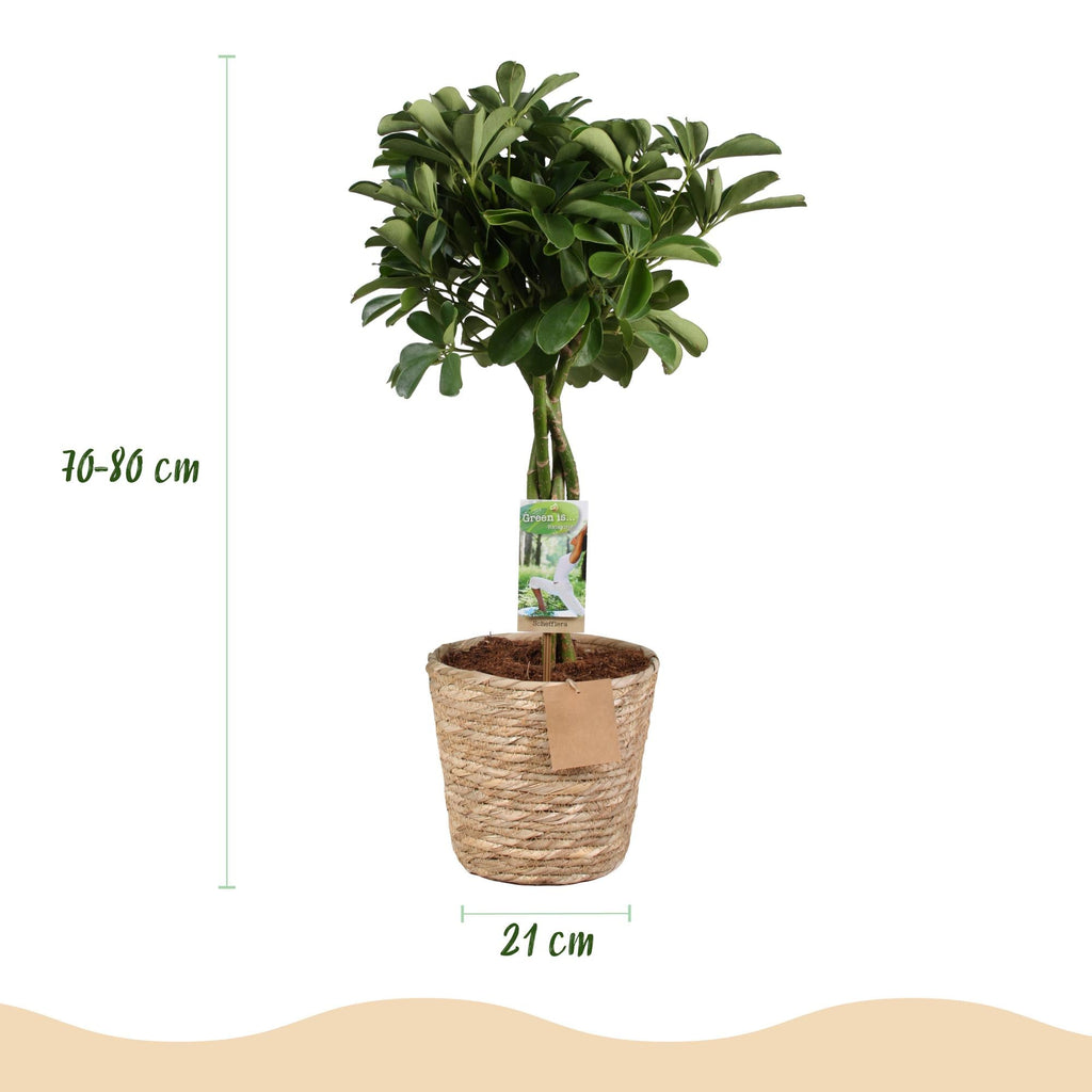 Schefflera Nora – 70-80cm – 21cm inkl. Naturkorb – Pflegeleichter Fingerbaum – Glänzende Grünpflanze für Wohnzimmer, Büro & Schlafzimmer – Plant