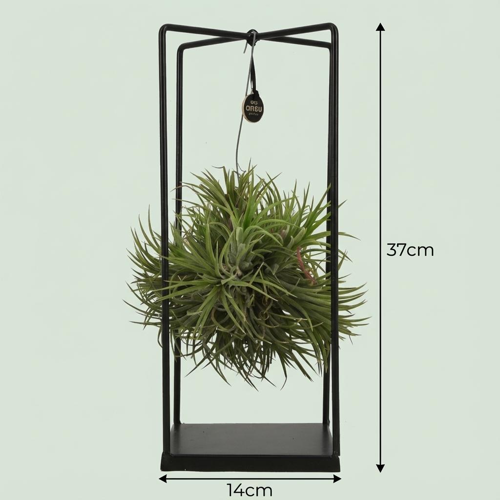 Luftpflanze Tillandsia im Dekor Ø14cm Höhe37cm – Erdefreie Air Plant in dekorativer Schale – Modernes Pflanzen – Dekoobjekt für Wohnraum & Büro