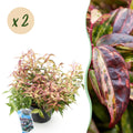 Traubenheide Leucothoe Makijaz – 2 Pflanzen 17cm Höhe ca.45cm – Immergrün & farbintensiv – Braun – grünes Laub – Pflegeleichter Zierstrauch