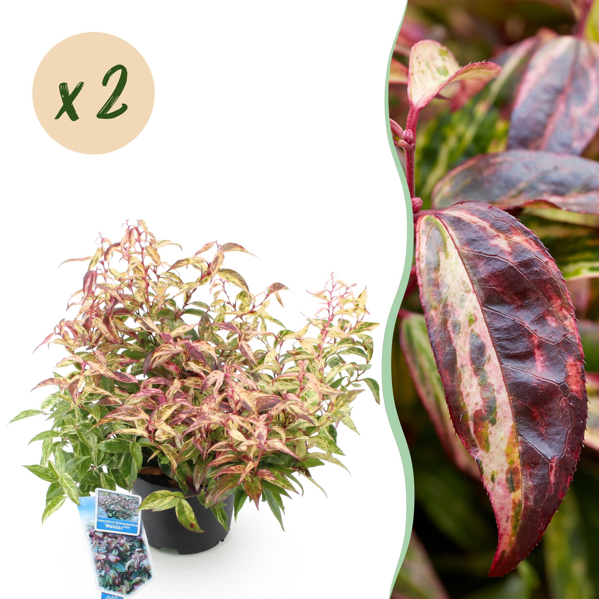 Traubenheide Leucothoe Makijaz – 2 Pflanzen 17cm Höhe ca.45cm – Immergrün & farbintensiv – Braun – grünes Laub – Pflegeleichter Zierstrauch