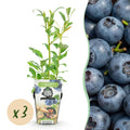 Blaubeere Vaccinium corymbosum Northland winterhart Ø9cm Höhe30cm – Aromatische Blaubeere für Garten Balkon & Terrasse