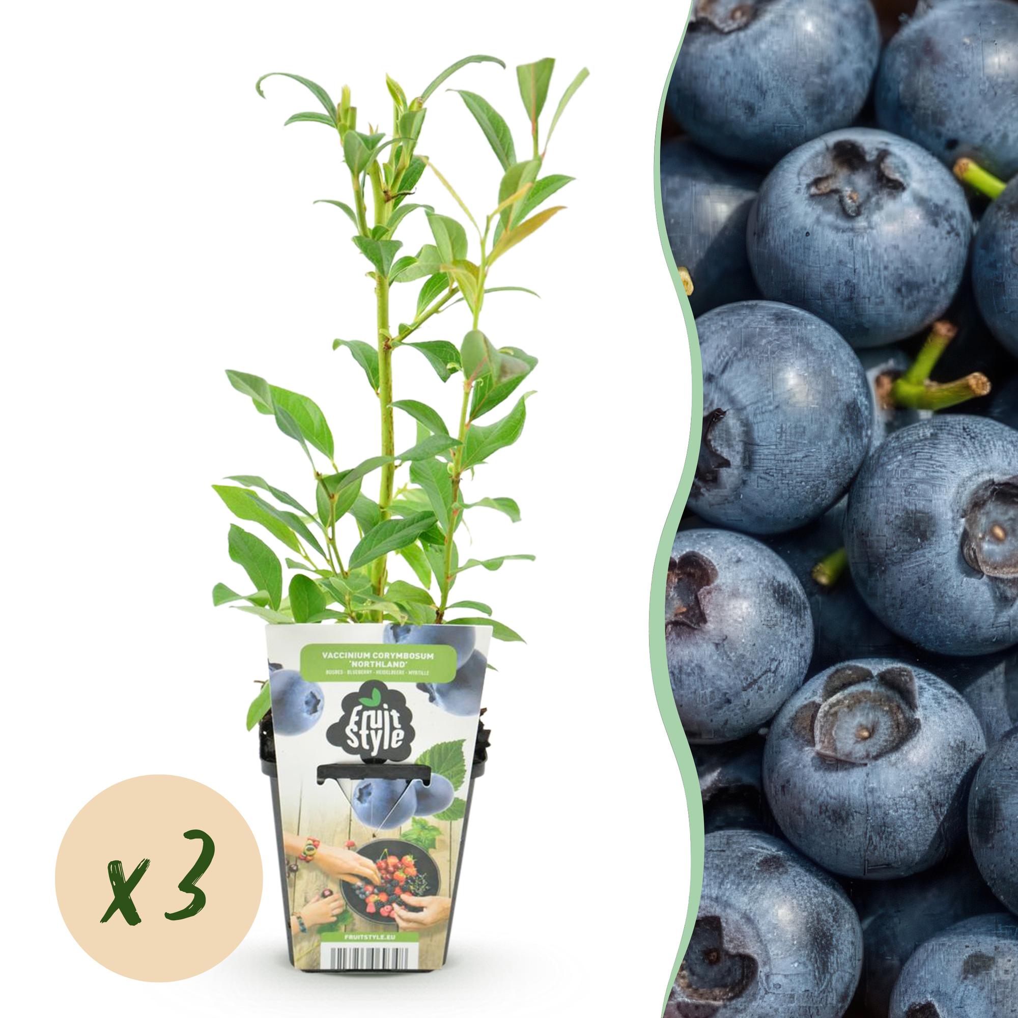 Blaubeere Vaccinium corymbosum Northland winterhart Ø9cm Höhe30cm – Aromatische Blaubeere für Garten Balkon & Terrasse