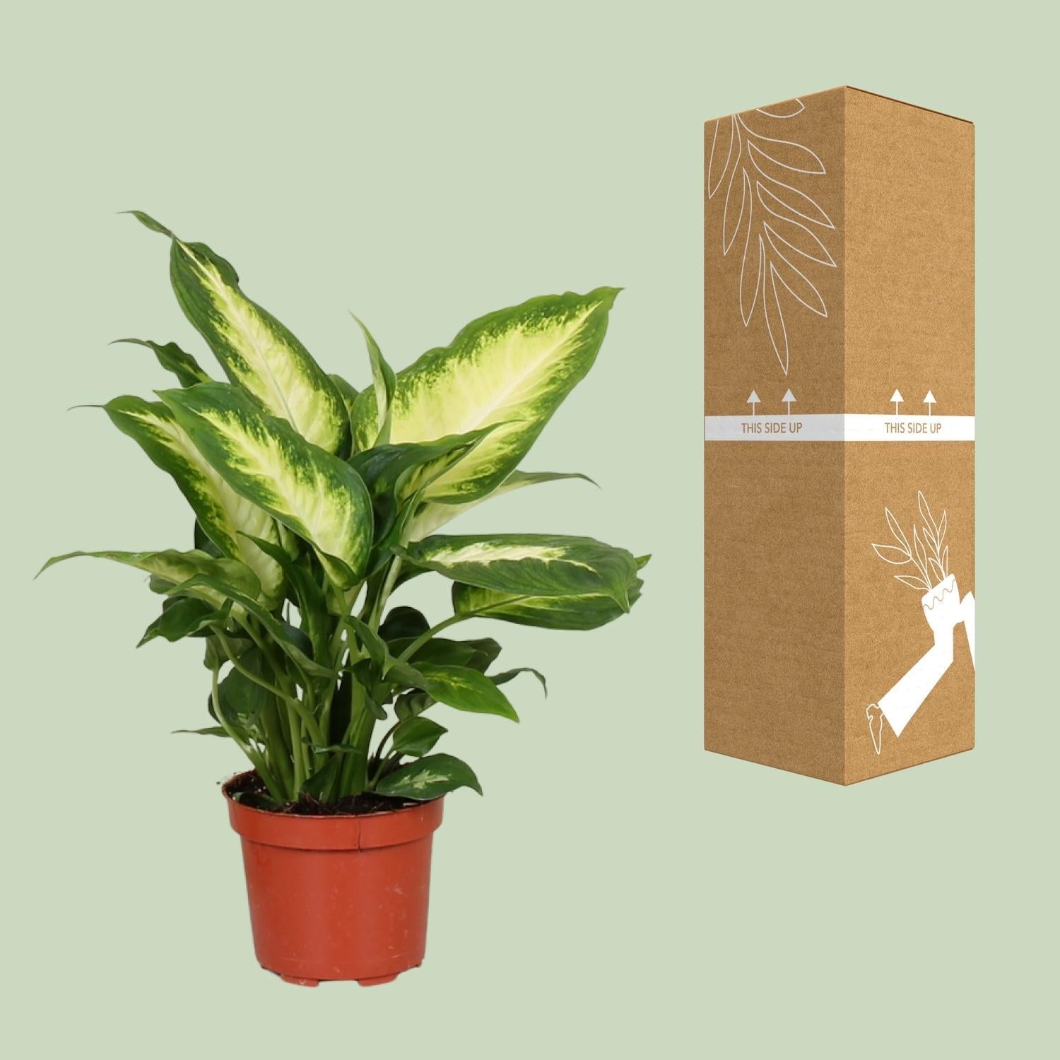 Dieffenbachie Camilla – Zimmerpflanze – Ø12cm – ↕35cm – Pflegeleichte Blattpflanze mit gemustertem Laub – Für Halbschatten geeignet – Plant