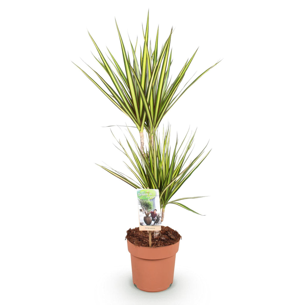 Dracaena Sunray – Drachenblutbaum – 17cm – Höhe 70-75cm – Pflegeleichte Zimmerpflanze in Grün und Gelb für moderne Wohn – und Arbeitsräume – Plant