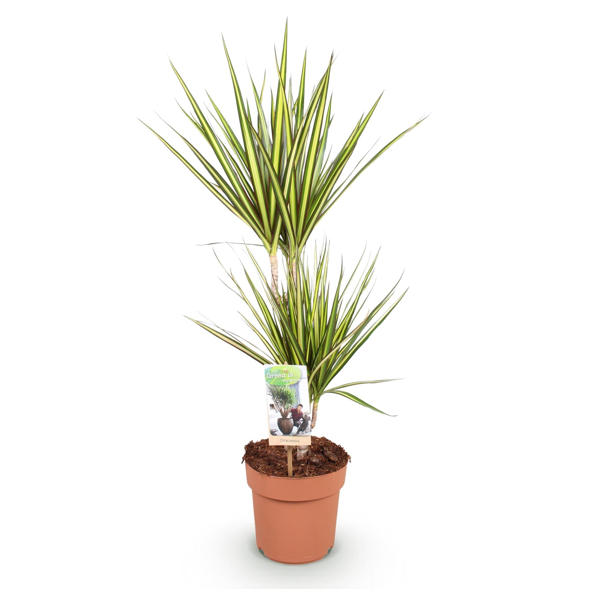 Dracaena Sunray – Drachenblutbaum – 17cm – Höhe 70-75cm – Pflegeleichte Zimmerpflanze in Grün und Gelb für moderne Wohn – und Arbeitsräume – Plant