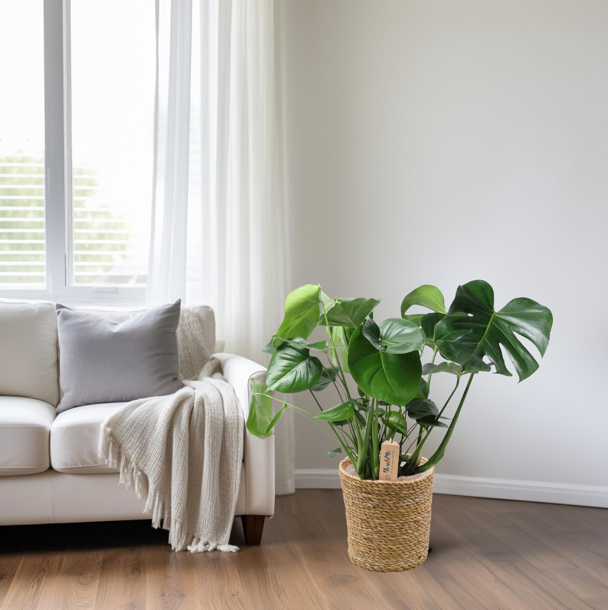 Monstera In Natural Basket – Ø21cm – ↕60cm – Pflegeleichte Zimmerpflanze mit charakteristischem Fensterblatt – Im natürlichen Flechtkorb – Luftreinigend & dekorativ – Plant