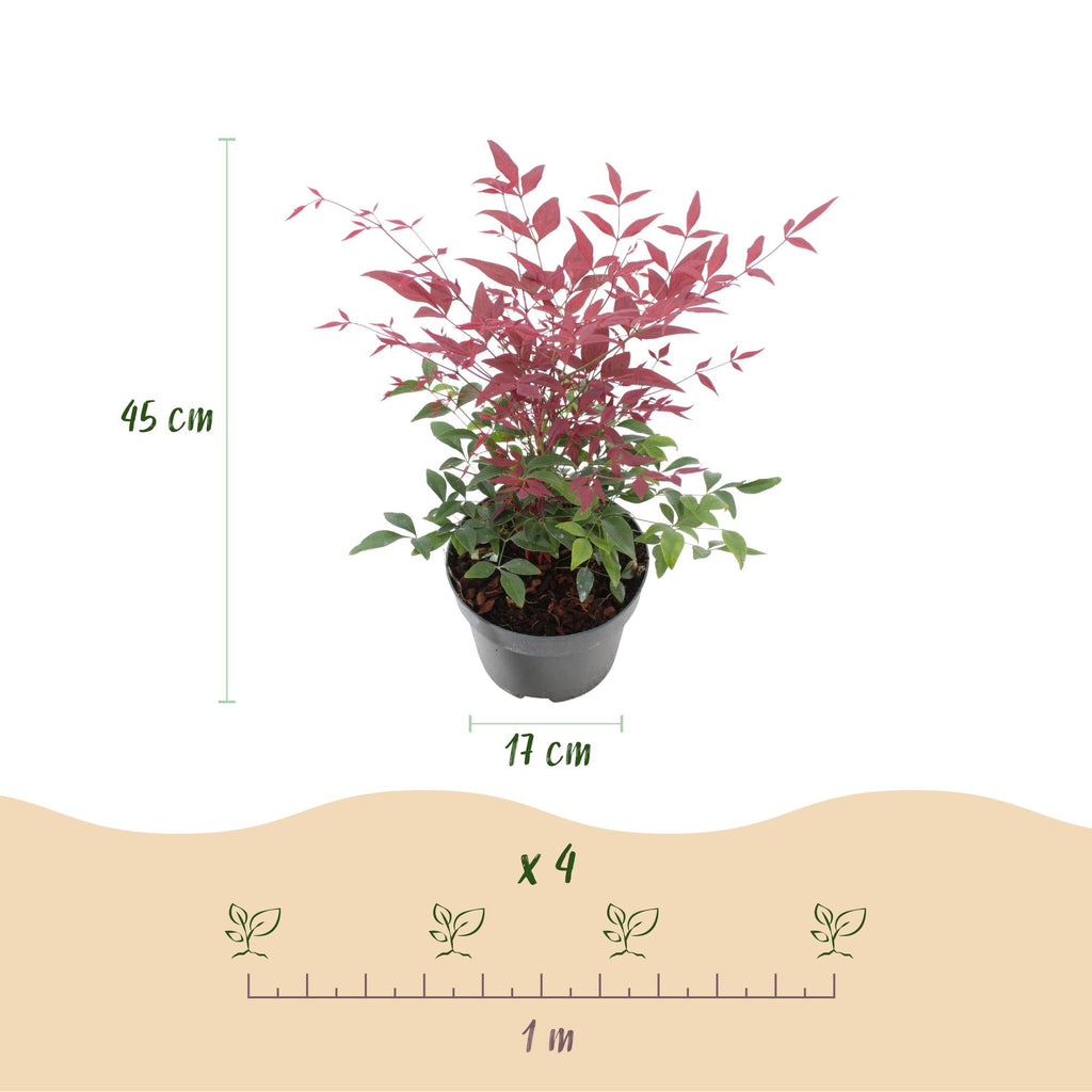 Heiliger Bambus Nandina Obsessed – 17cm Höhe ca.45cm – Immergrün & farbintensiv – Rotes Laub für Beet Balkon Terrasse – Pflegeleichter Zierstrauch – Plant