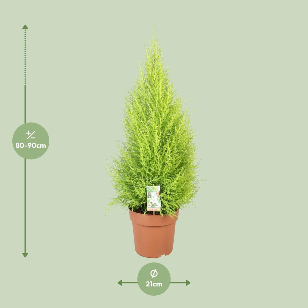 Cupressus Goldcrest 'Wilma' – Zeder – Zimmer – & Gartenpflanze – Ø21cm – Ca. 90cm hoch – Pflegeleichte Immergrüne mit zitronigem Duft – Plant