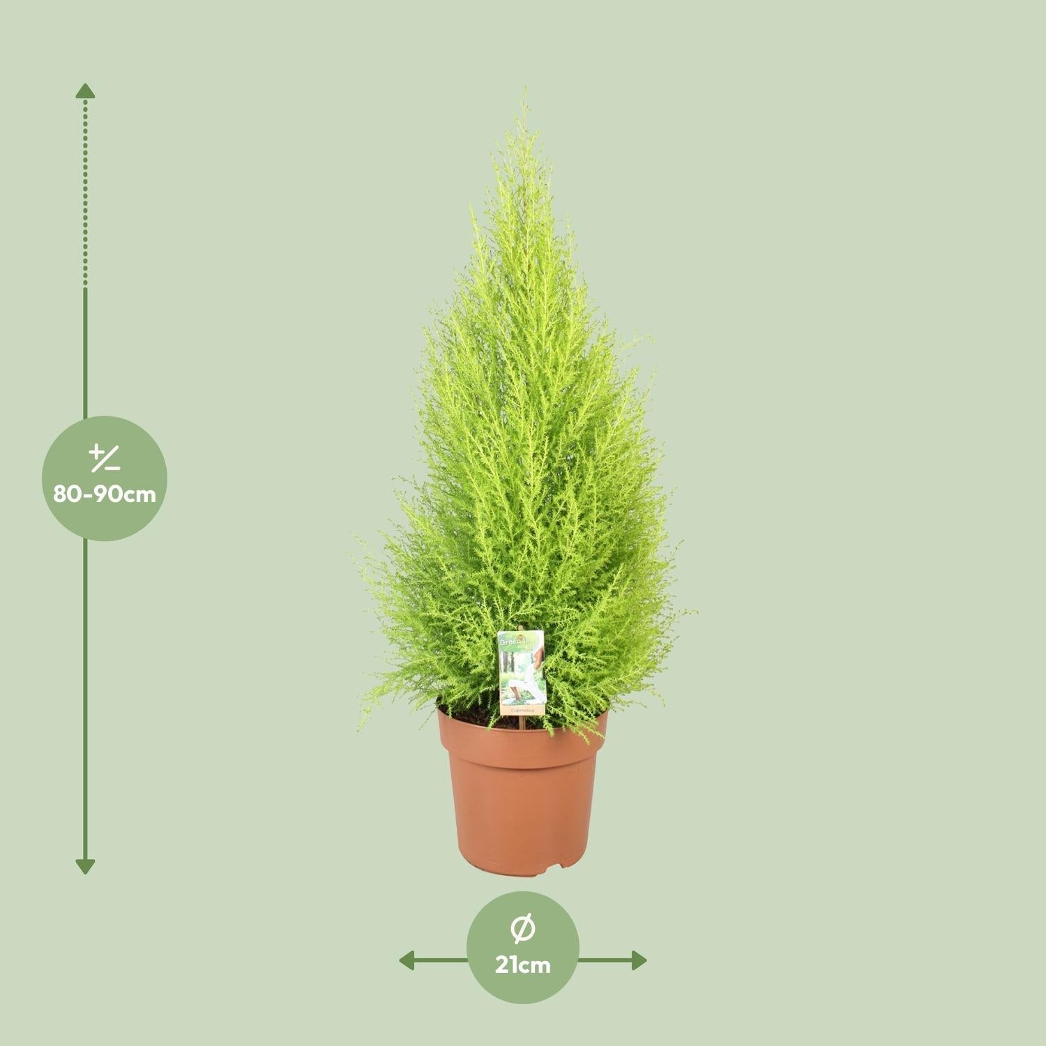 Cupressus Goldcrest 'Wilma' – Zeder – Zimmer – & Gartenpflanze – Ø21cm – Ca. 90cm hoch – Pflegeleichte Immergrüne mit zitronigem Duft – Plant
