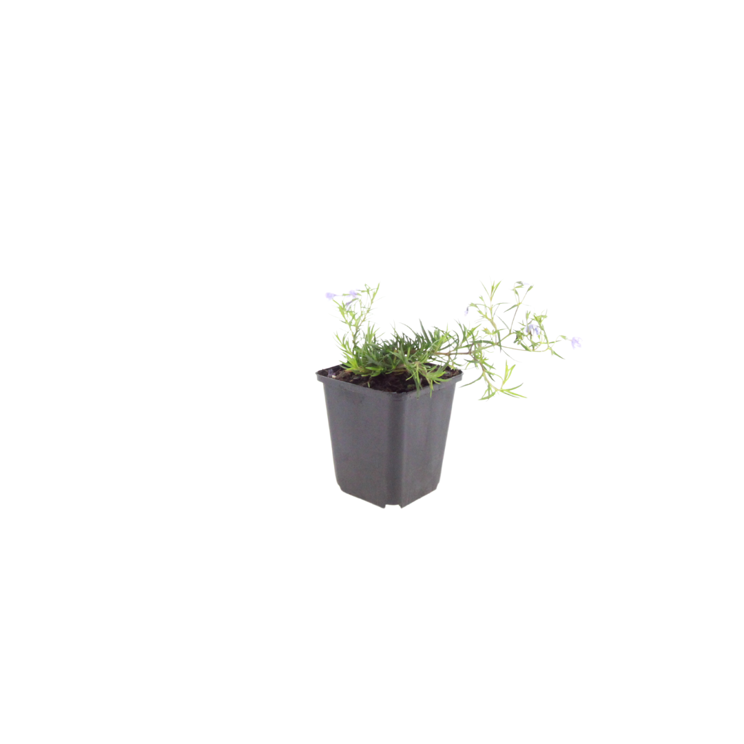 Phlox subulata Emerald Cushion Blue – Ø9cm – Höhe10-25cm – Immergrüner Bodendecker mit blauer Frühjahrsblüte – Für Steingarten & Beetrand – Winterhart pflegeleicht