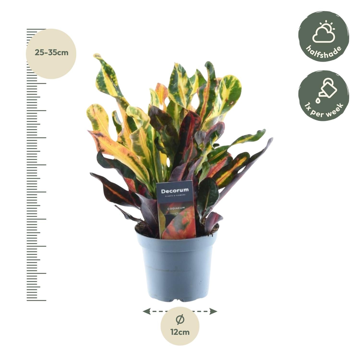 Wunderstrauch – Codiaeum variegatum 'Mammi' – Zimmerpflanze – ca. 30cm hoch – Ø12cm – Farbiges Laub – Pflegeleicht – Plant