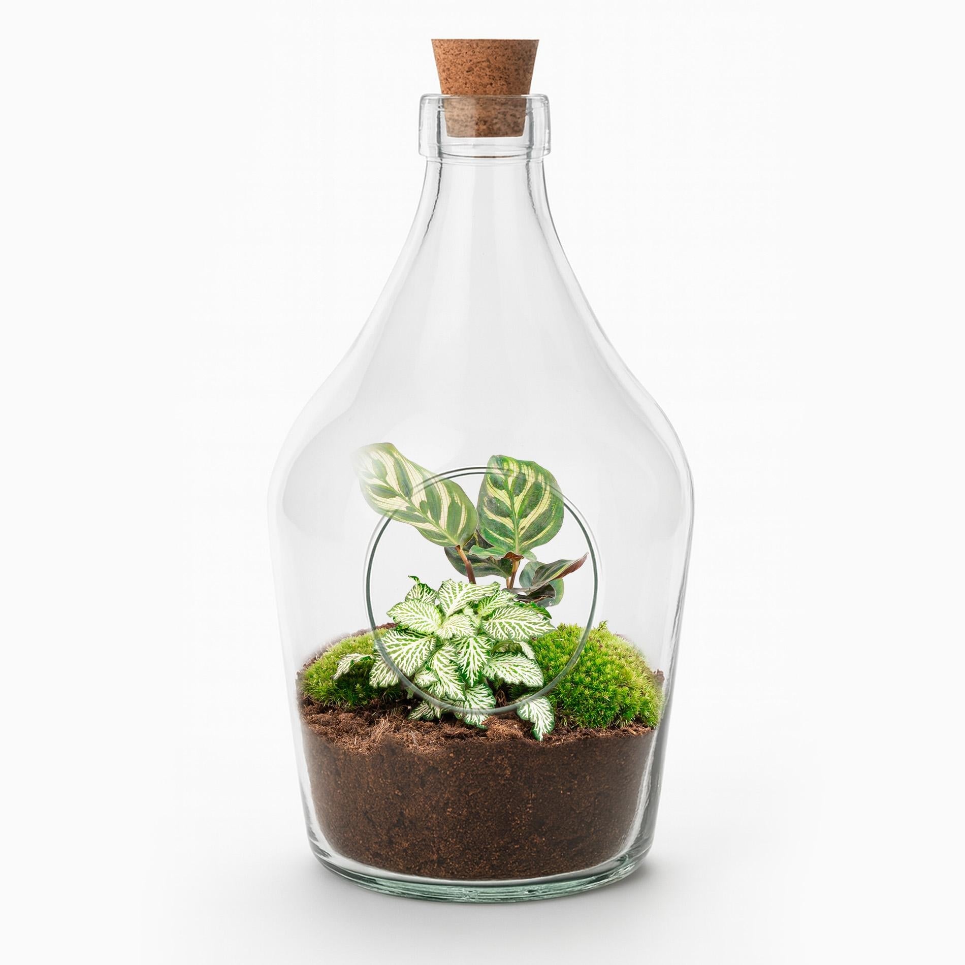 Flaschengarten Joss – Calathea Makoyana & Fittonia White Tiger – Offenes Terrarium 30cm – Handgefertigtes Pflanzenarrangement im Glas – Standard