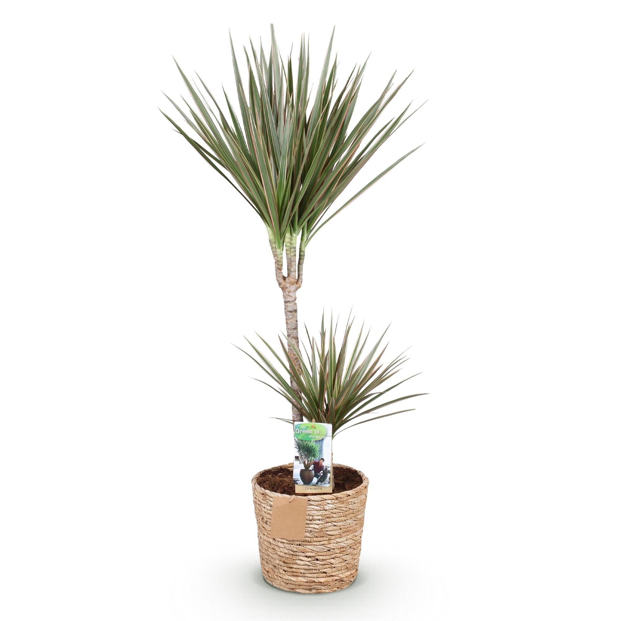 Dracaena Marginata Bicolor – 90-100cm – 21cm inkl. Naturkorb – Pflegeleichter Drachenbaum – Grün – Braunes zweifarbiges Blattwerk – & Arbeitsräume – Plant
