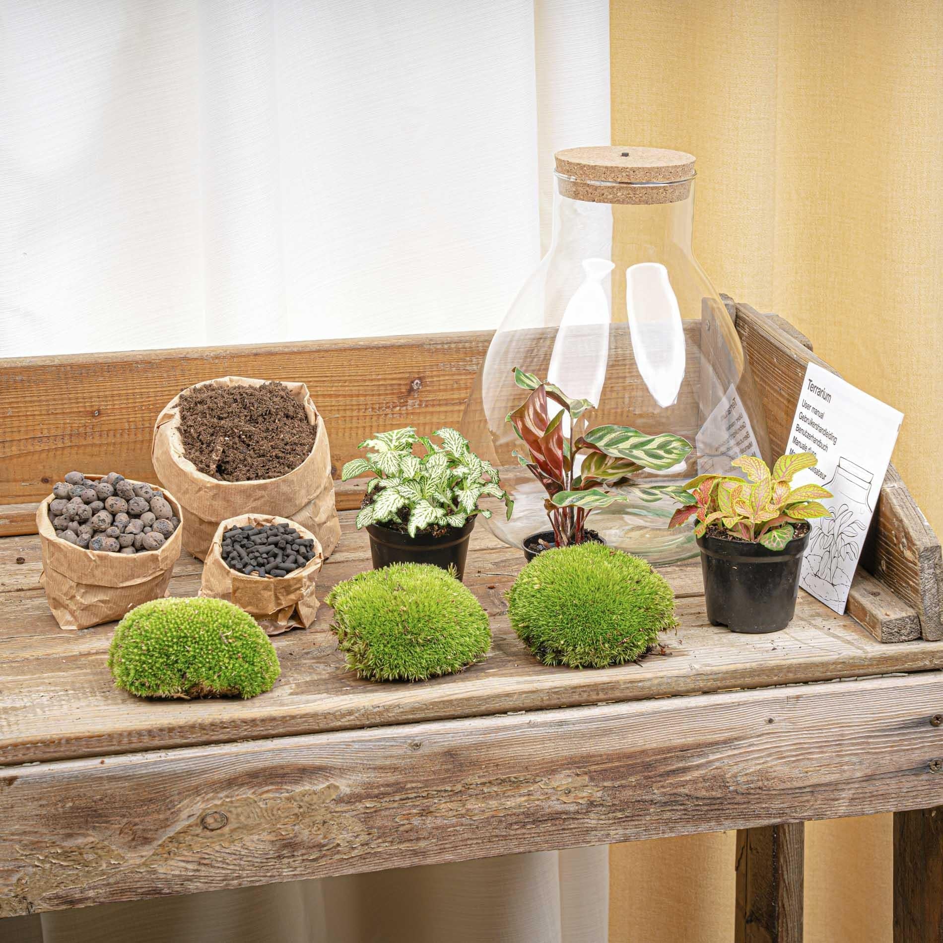 Flaschengarten Sam Calathea mit LED – DIY Bausatz Terrarium – ↕30cm – Do It Yourself Pflanzen – Set – Autarkes Mini – Ökosystem – Plant