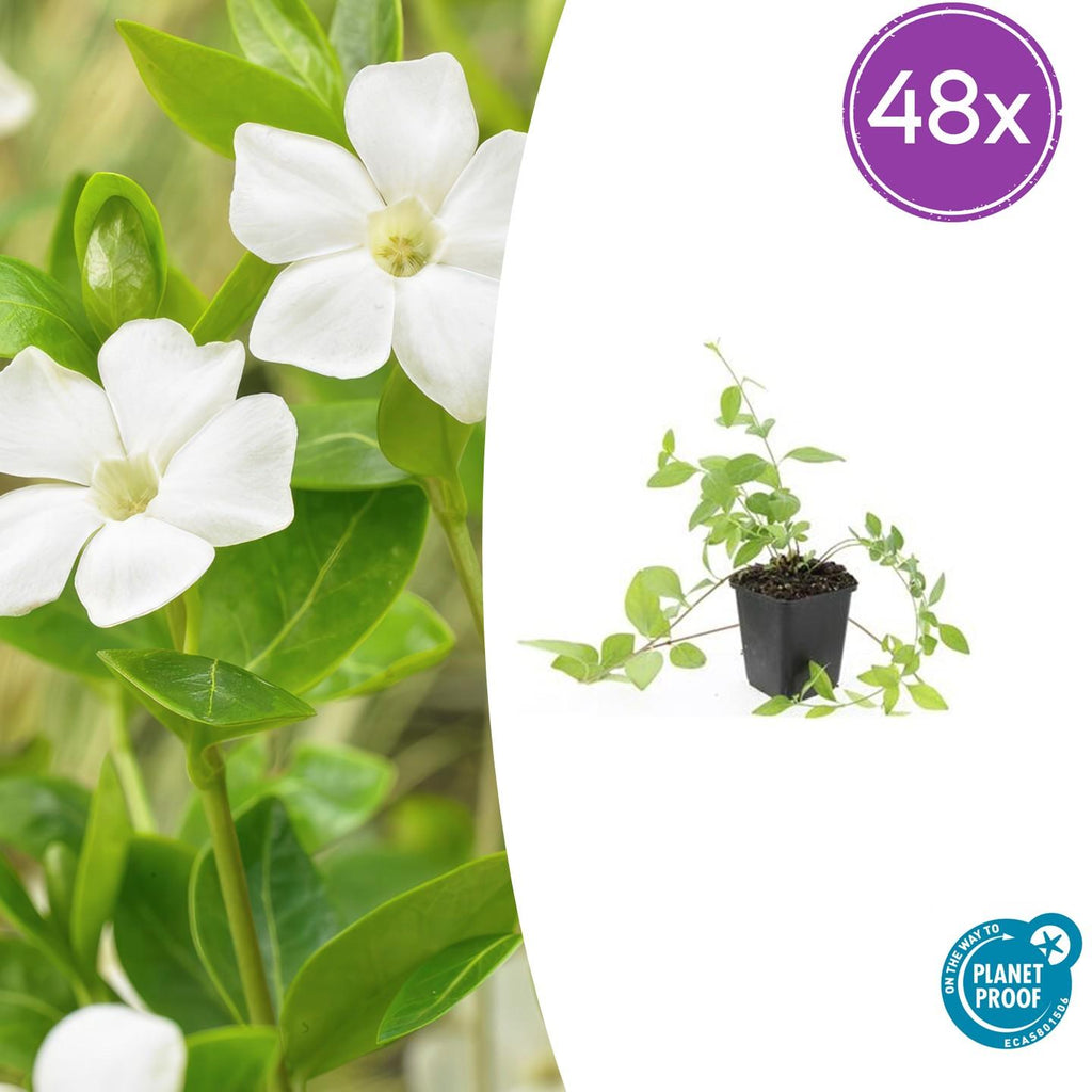 Großblättriges Immergrün Vinca major 'Alba' – Bodendecker – Ø9cm – ↕10-25cm – Weiße Blüten – pflegeleicht – Plant