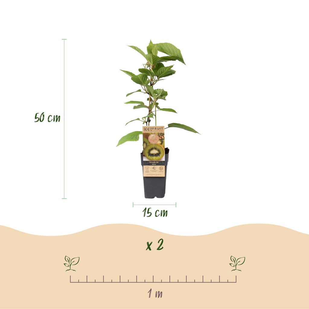 Kiwi Pflanze Actinidia deliciosa 'Jenny' – 2er – Set – Obstpflanze 15cm – ca. 50cm hoch – Selbstfruchtend – Für Garten & Balkon – Plant