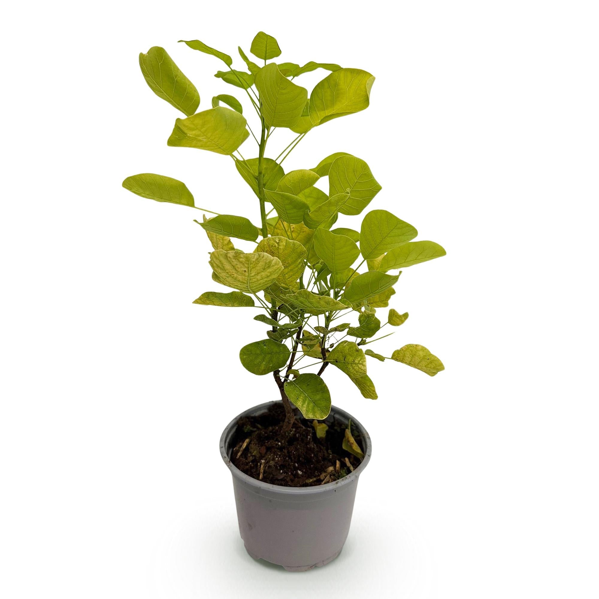 Cotinus coggygria Golden Spirit – Gelbes Laub – 12cm – Höhe ca. 35cm – Laubfallender Perückenstrauch mit gelbem Sommerlaub & orange – Pflegeleicht – Plant