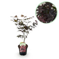 Japanischer Ahorn Acer palmatum Bloodgood – Balkonpflanze – Rot – Laubabwerfend – 19cm – Ca. 70cm hoch – Für Beet, Terrasse & Balkon – Plant