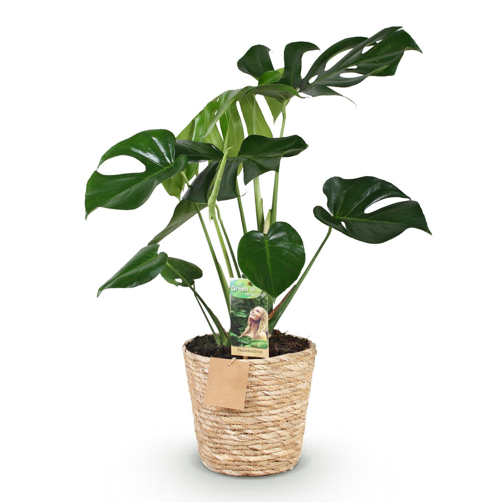 Monstera Deliciosa inkl. Naturkorb – Zimmerpflanze 50-55cm – 17cm – Lochpflanze Grün – Pflegeleichte Tropenpflanze für Wohnzimmer Büro & Deko – Plant