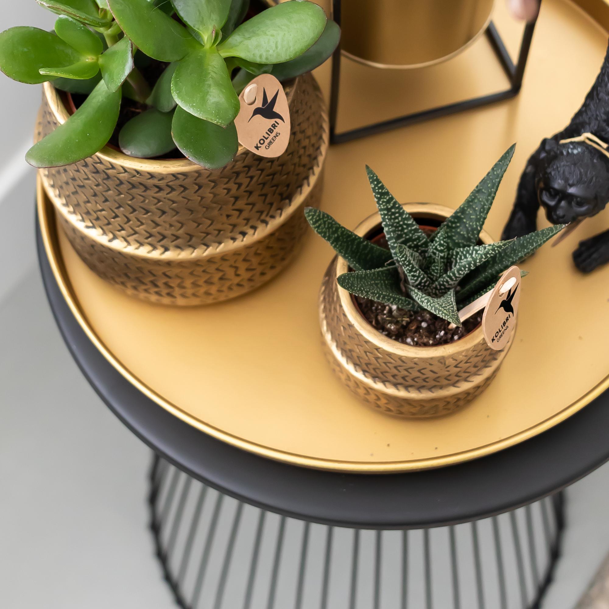 Dekoratives Tablett – Rundes goldenes Tablett Ø30cm – Metalltablett im luxuriösen Design – Vielseitiges Deko – Stilvolle Ablage – Plant