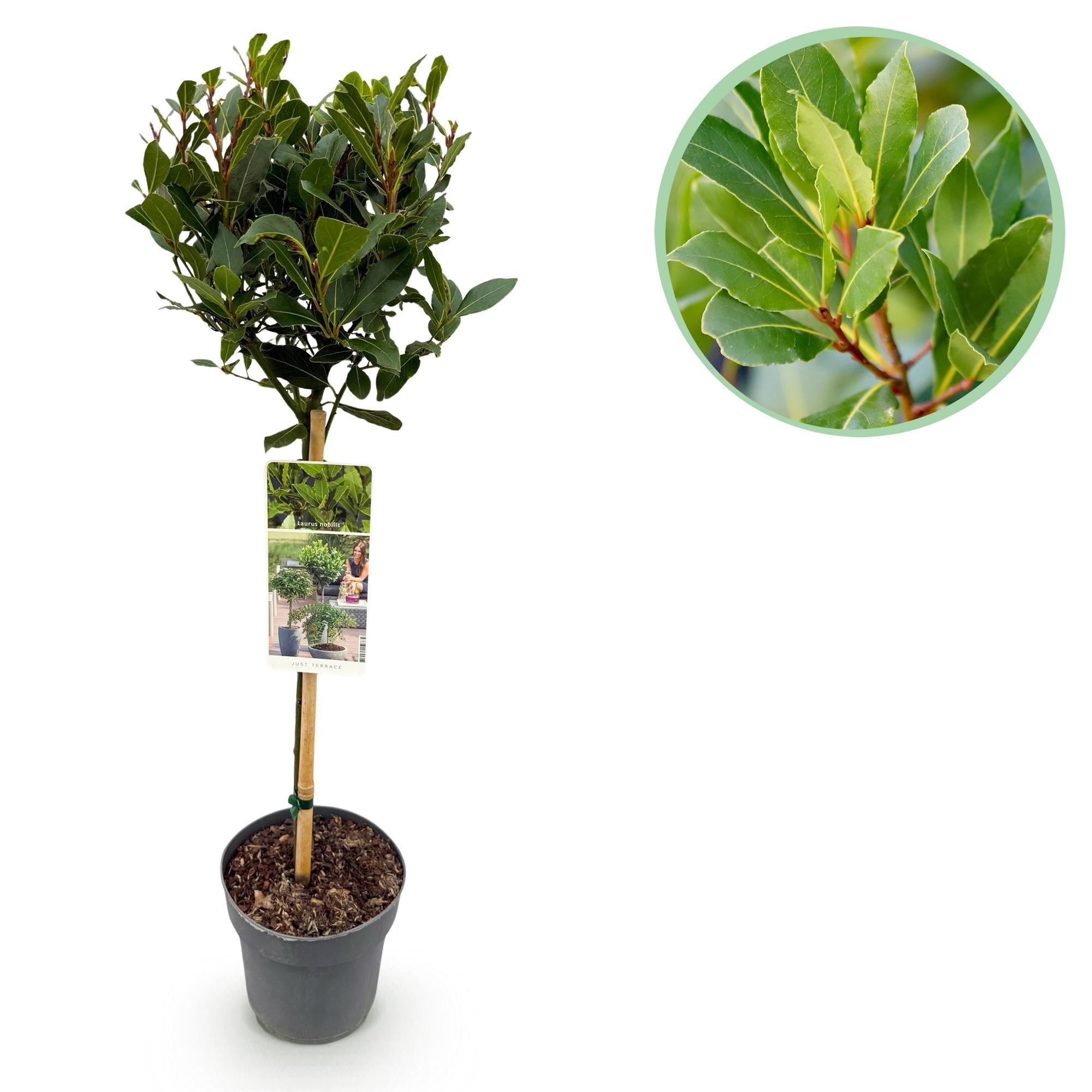 Laurus nobilis Stamm – Pflanze – Immergrüner Lorbeerbaum – Pflegeleicht – Ø19cm – Höhe ca. 90cm – Mediterranes Flair für Terrasse & Balkon – Plant