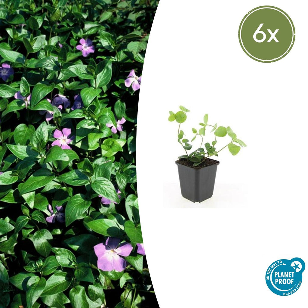 Großes Immergrün Vinca major – ↕10-25cm – Ø9cm – Immergrüner Bodendecker mit violett – blauen Blüten – Plant