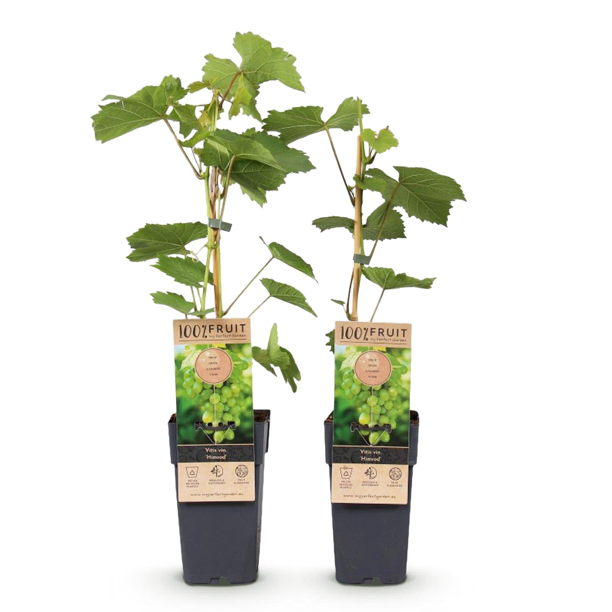 Weinrebe – Weiße Traube – Vitis vinifera Himrod – Obstpflanze – Kernlos – 2 Pflanzen – 15cm – Höhe ca. 50cm – Plant