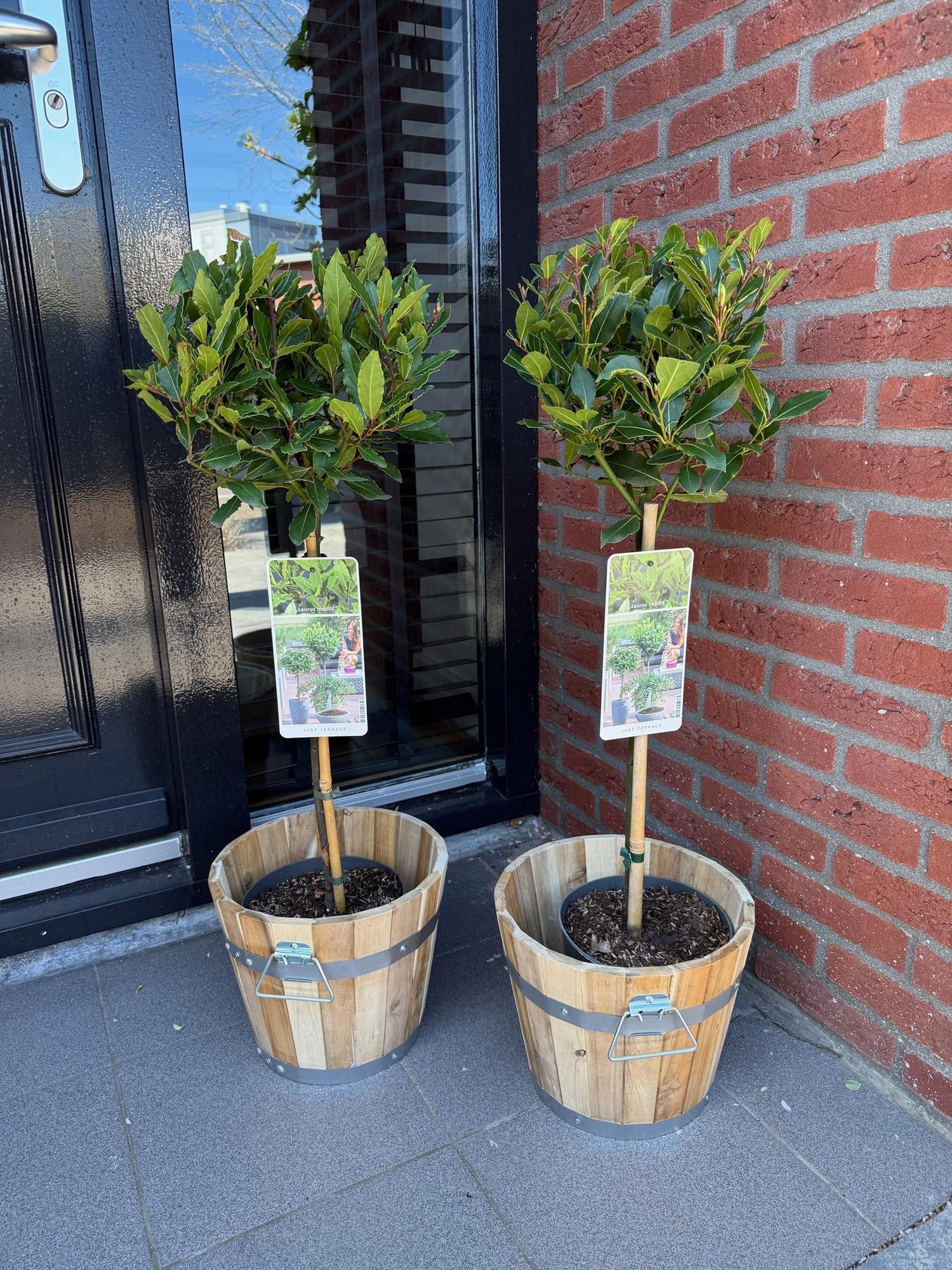 Laurus nobilis Stamm – Pflanze – Immergrüner Lorbeerbaum – Pflegeleicht – Ø19cm – Höhe ca. 90cm – Mediterranes Flair für Terrasse & Balkon – Plant