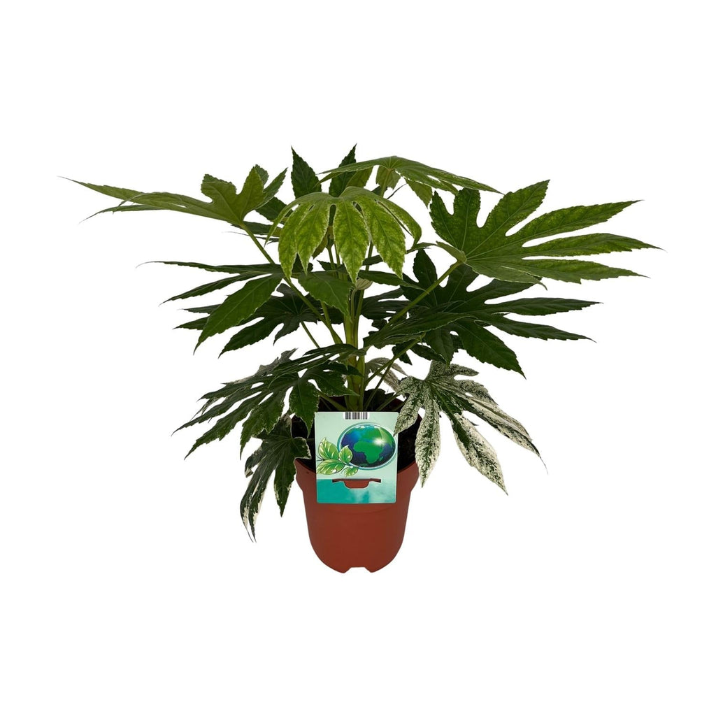 Weiß – Bunte Zimmeraralie Fatsia Japonica Variegata Spiderweb – Zimmerpflanze – Ø19cm ↕60cm – Immergrüne Zierpflanze mit panaschiertem Laub – Plant