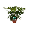 Weiß – Bunte Zimmeraralie Fatsia Japonica Variegata Spiderweb – Zimmerpflanze – Ø19cm ↕60cm – Immergrüne Zierpflanze mit panaschiertem Laub – Plant
