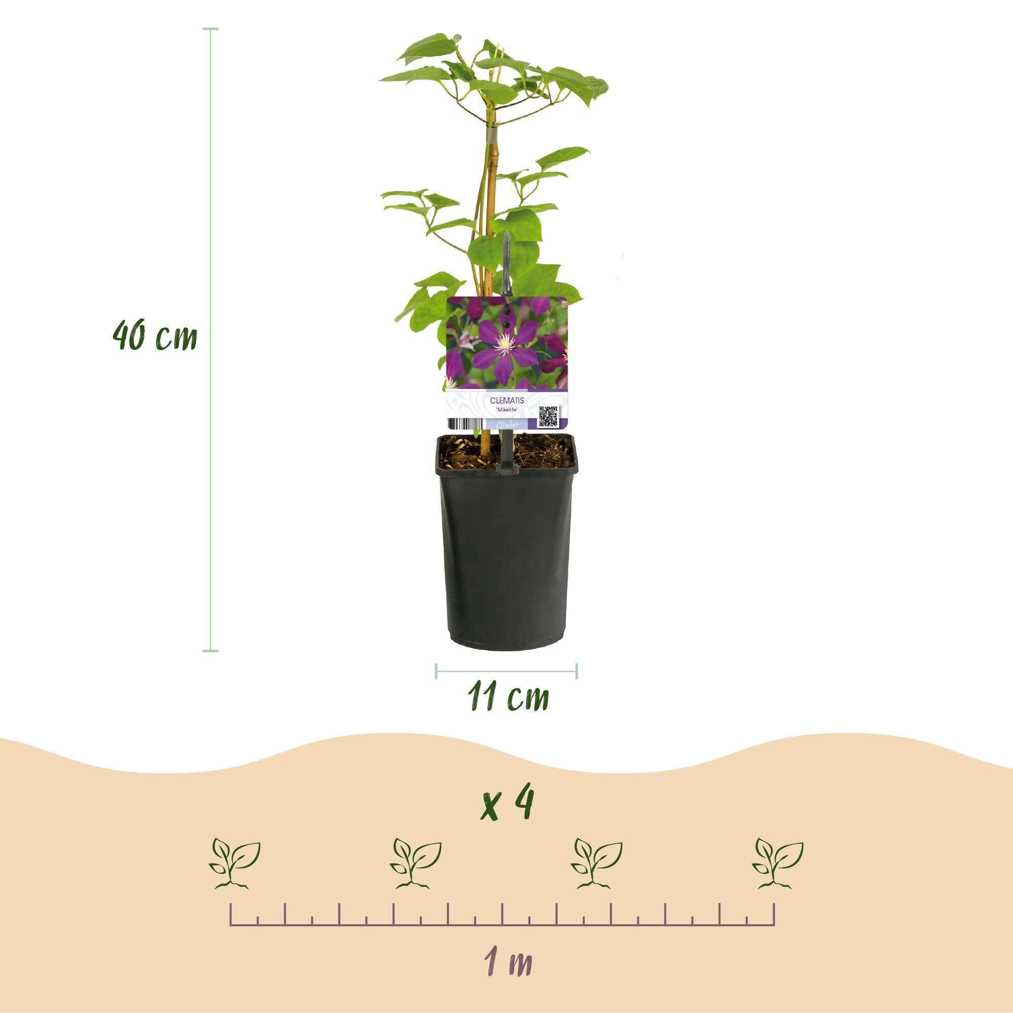 Kletterpflanze Clematis Mikelite – Lila – weiße Blüten – Wenig Pflege – 2 Pflanzen – 11cm Höhe 40cm – Für Garten, Terrasse & Pergolen – Plant