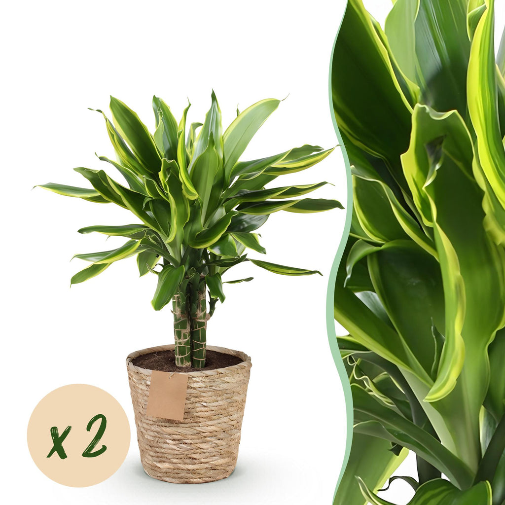 Dracaena fragrans Golden Coast – Zwei pflegeleichte Drachenbäume im dekorativen Korb – 17cm – Höhe 50-55cm – Bunte Zimmerpflanzen für Innenräume