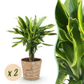 Dracaena fragrans Golden Coast – Zwei pflegeleichte Drachenbäume im dekorativen Korb – 17cm – Höhe 50-55cm – Bunte Zimmerpflanzen für Innenräume