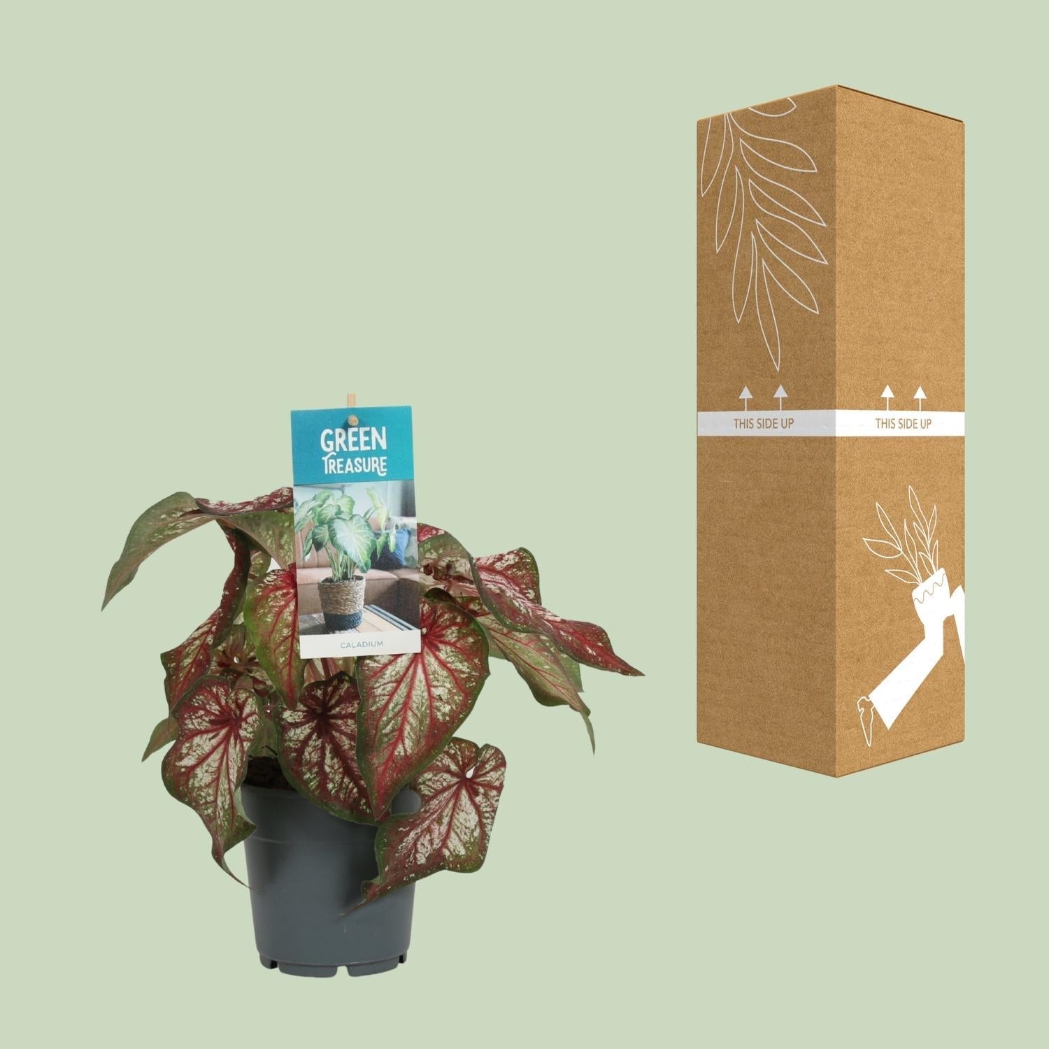 Caladium Bicolor – Engelsschwingen – Ø12cm – ↕25cm – Tropische Zimmerpflanze mit auffälligem Laub – Pflegeleicht & luftreinigend – Plant