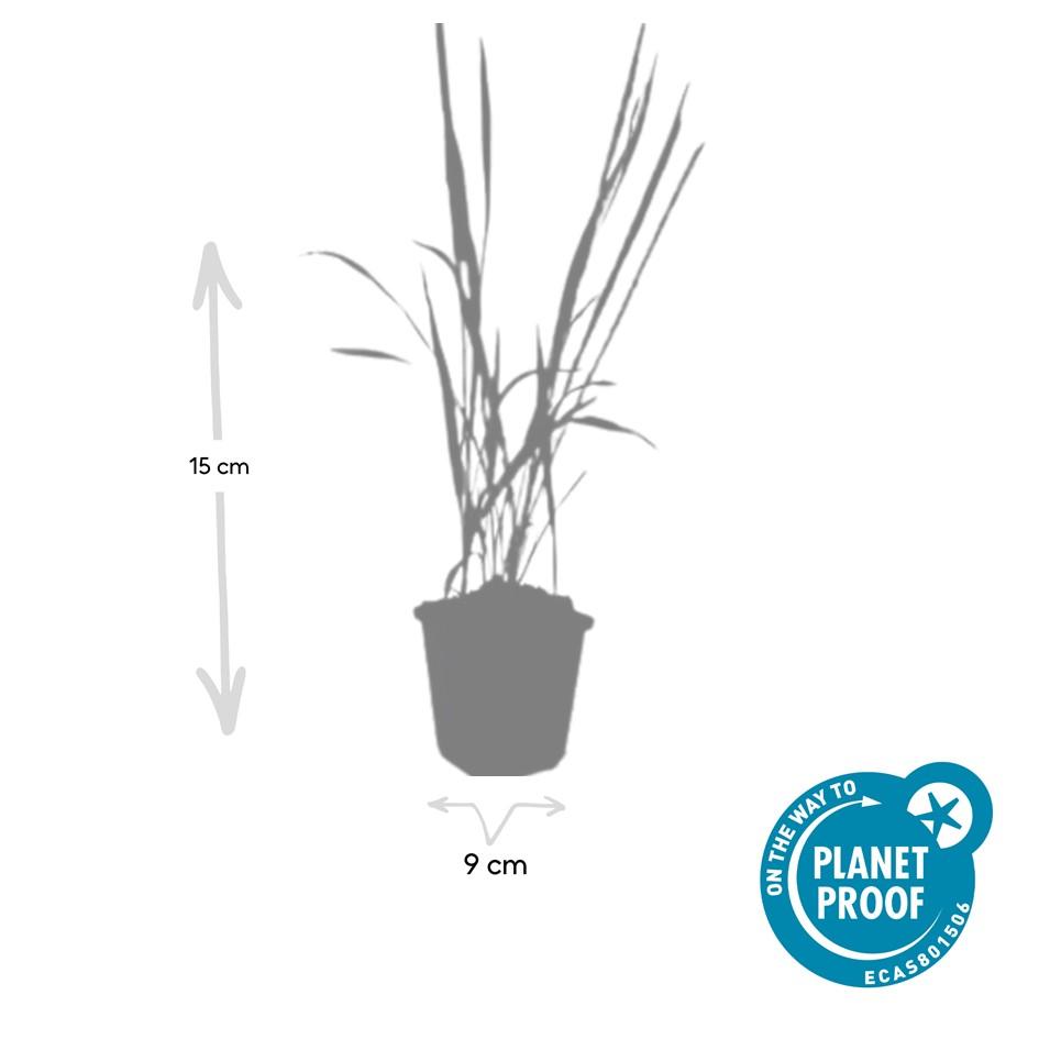 Japanisches Blutgras Imperata cylindrica 'Red Baron' – ↕10-25cm – Ø9cm – Winterhartes Ziergras mit roten Blattspitzen – Plant